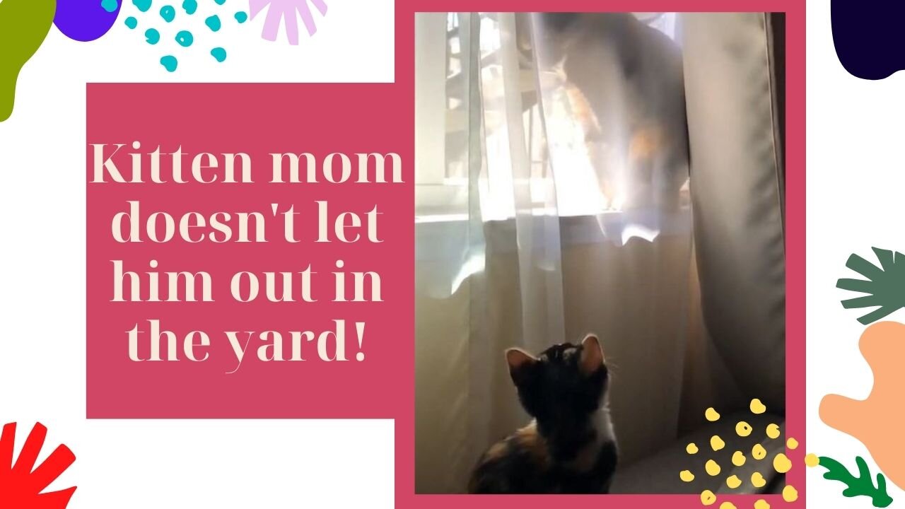 Kitten mom doesn't let him out in the yard!