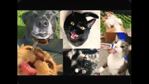 Funny animals🐕😝-funny dog/cats-videos🤣😝🐕