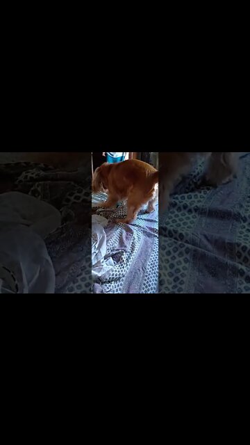 #dogshow , #animals , #dogs , #shorts