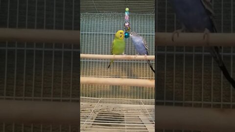 Budgies Too Cute Together 😂 #shorts #youtubeshorts #budgies #parakeets #parrots #animallover