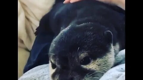 Cute Funny Sea Otter-9
