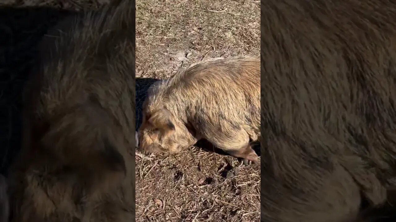 Check out ole Teddy here , he is so awesome. #teddy #kunekune #pig #farmlife #homesteading