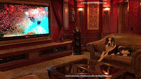 Laid Back Great Dane Watches Aquarium TV