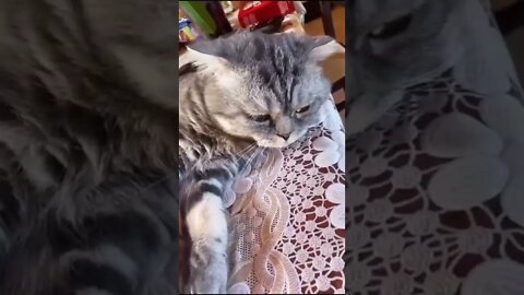 #shorts Смешные Коты Из Тик Тока 219 Funny Cats From Tiktok