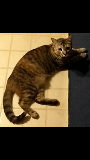 Cat fetches toy bird