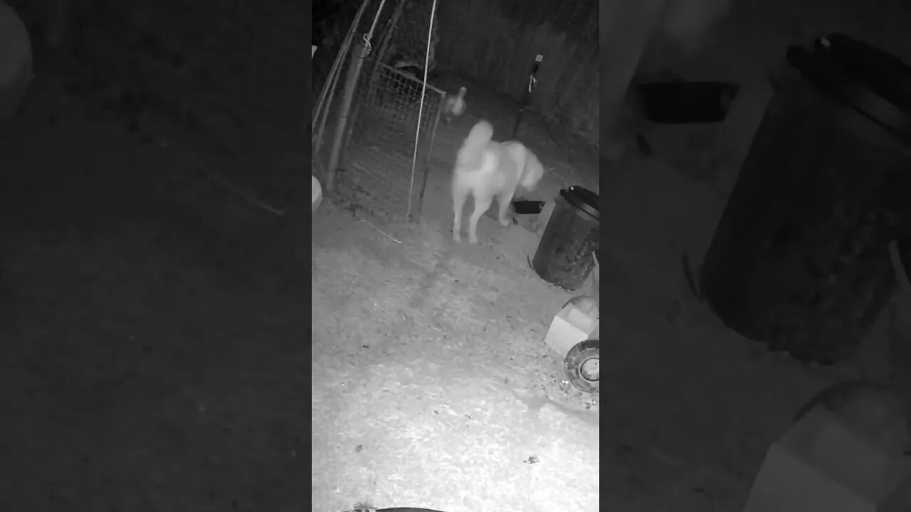 Maremma pup practises night patrol. Farm cam