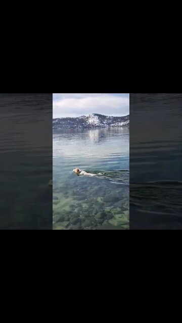 Ares Jack Russell dog is not afraid of cold making Wim Hof proud 🥲