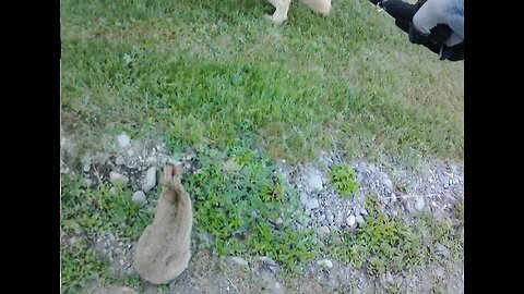 July 2nd, 50º Flynn and I are approached by a curious hare.