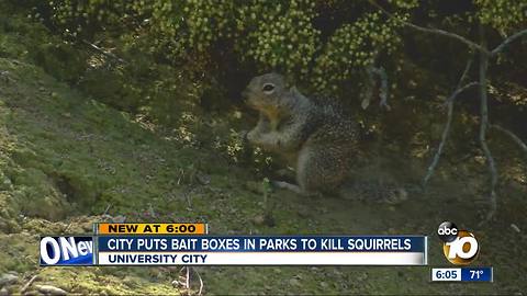 City uses bait boxes to kill squirrels