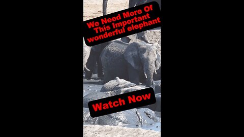 Elephant Empires: Giants of the African Wilderness 🐘🌍
