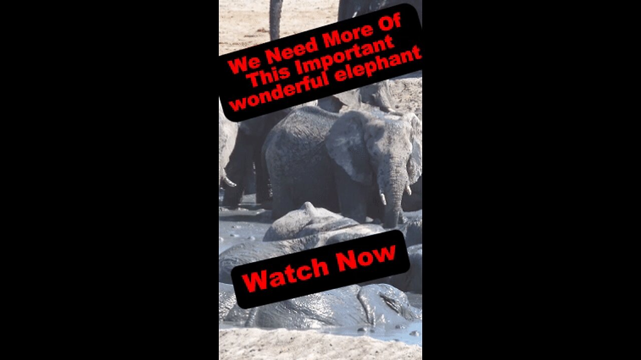 Elephant Empires: Giants of the African Wilderness 🐘🌍