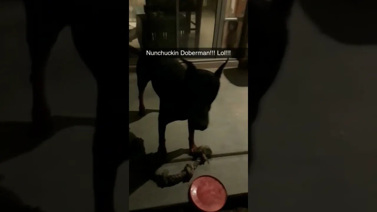 🥋🐕#Doberman #Nunchucks with his rope! 🤣 #shorts #dobermanlove #nunchaku #funny #dobermanplanet