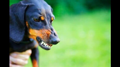 How To Make Dog Become Fully Aggressive quickly With Few Simple Tips and tricks