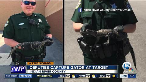 Baby gator found near Target in Indian River County