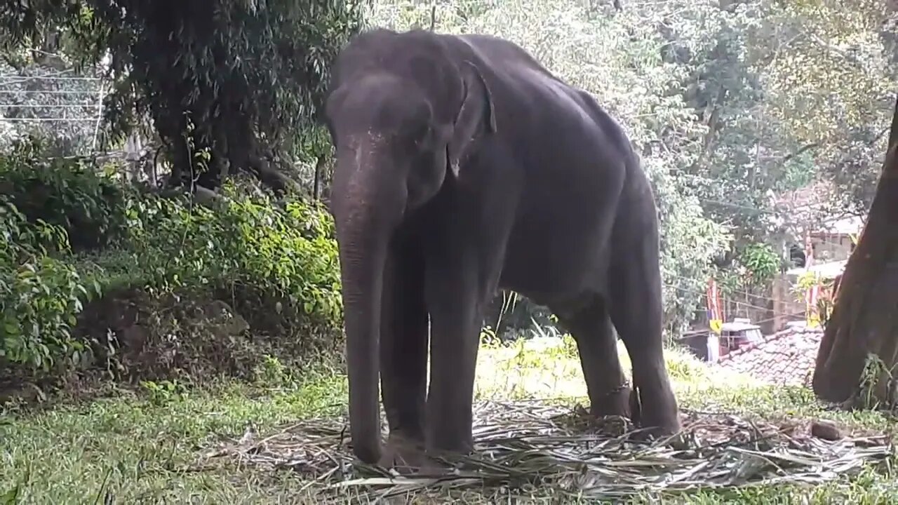 Elephant Silent Danzig Funny mmmm Animal wildlife