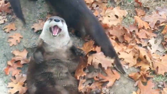 Otter Babies Party In Rehabilitation Facility