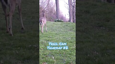 Trail Cam Thursday #2 #shorts, #PepperBoss, #deer,