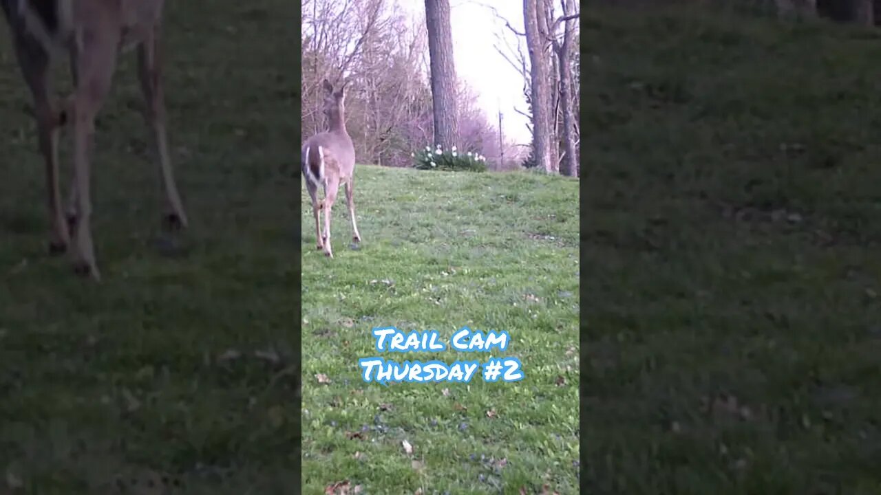 Trail Cam Thursday #2 #shorts, #PepperBoss, #deer,