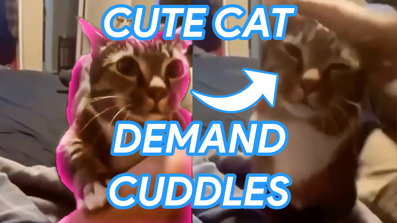 This CUTE cat wanna recive CUDDLES at ANY cost