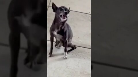 funny dog 😂🤣 #cat #trynottolought #catvideos #funny #dogsfunnyfightcompilation #dogfunny #dog