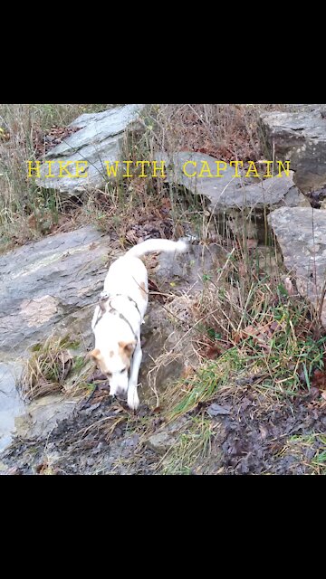 Good Dog Captain is king of the yard