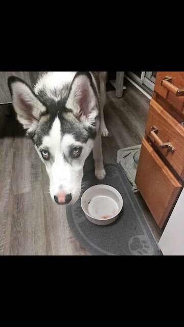 Husky Freaked Out By Weird Xmas Treat