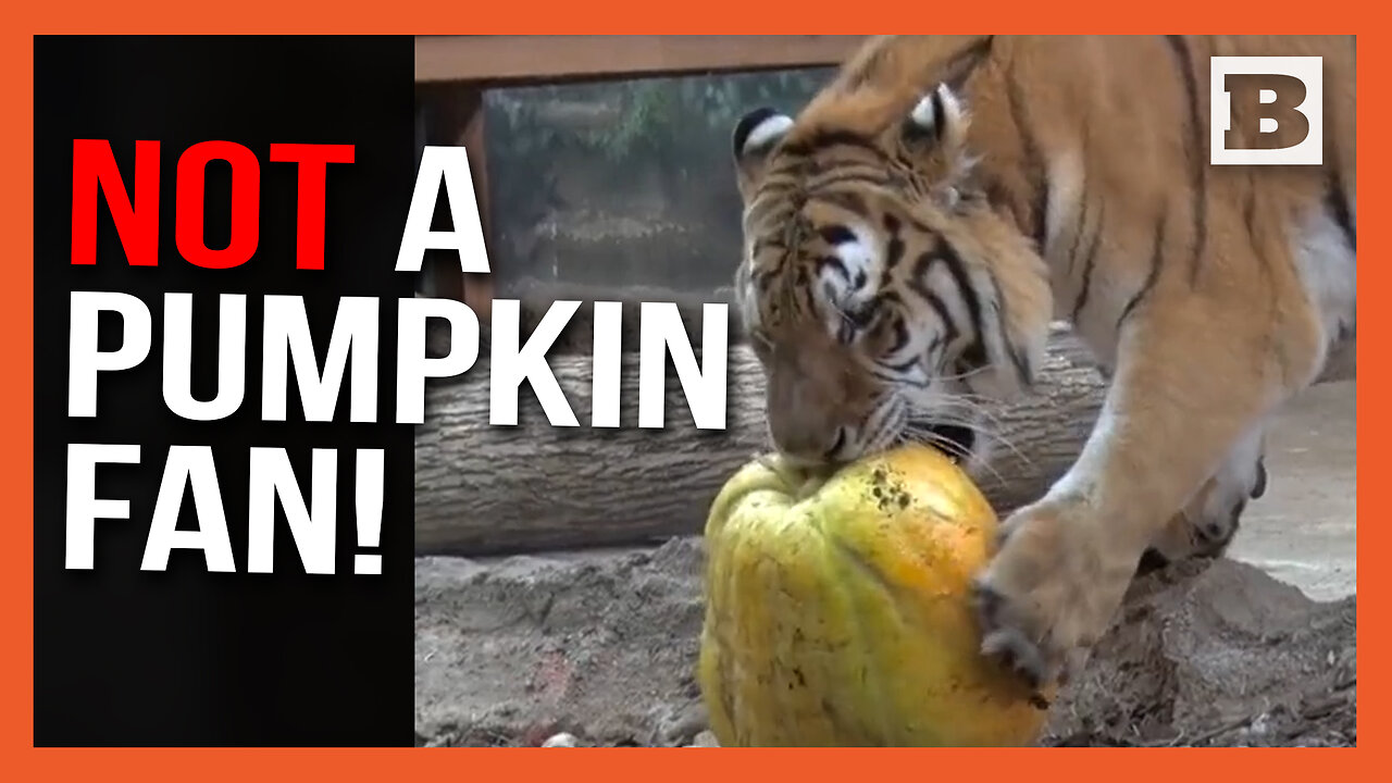 NOT A PUMPKIN FAN! — Tiger MAULS Pumpkin at Milwaukee Zoo