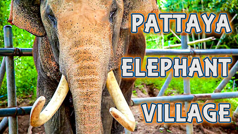 elephant village pattaya