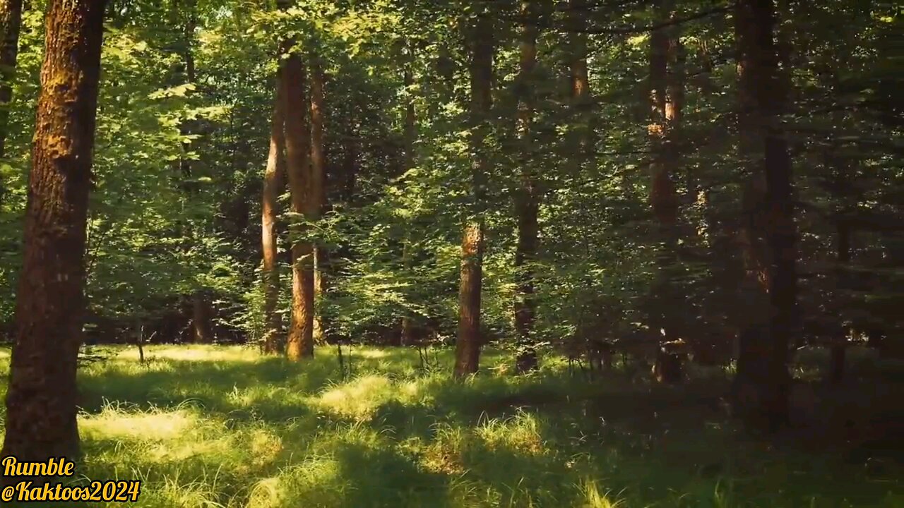 nature beautiful video