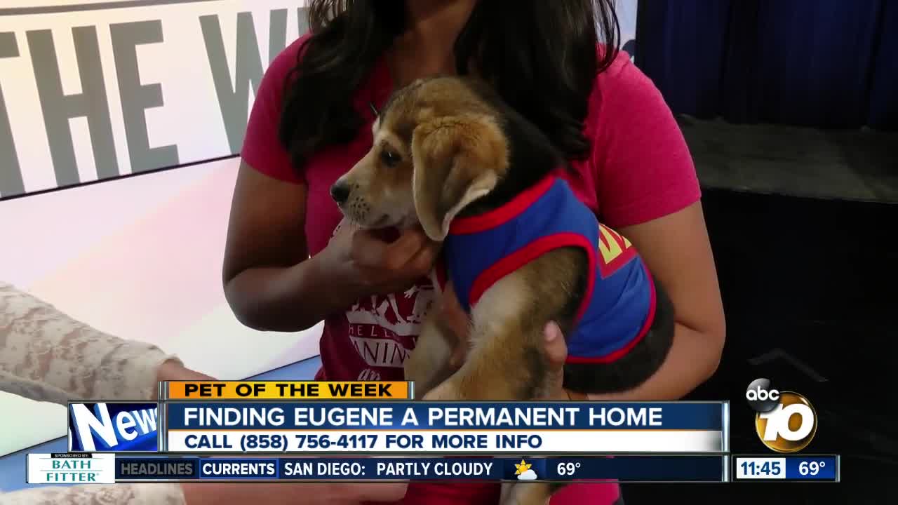 Pet of the Week: Eugene