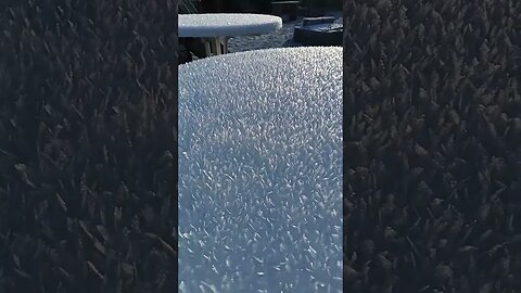 #shorts #saukalt #eis #frost