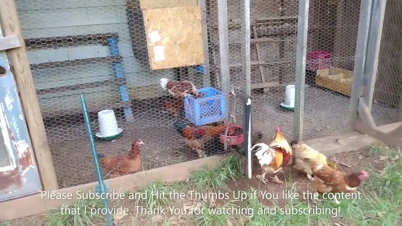 Improvements for the Chickens, Prepping 2022 2023