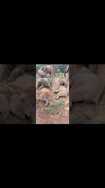 🐘 hathi 🐘 #shorts