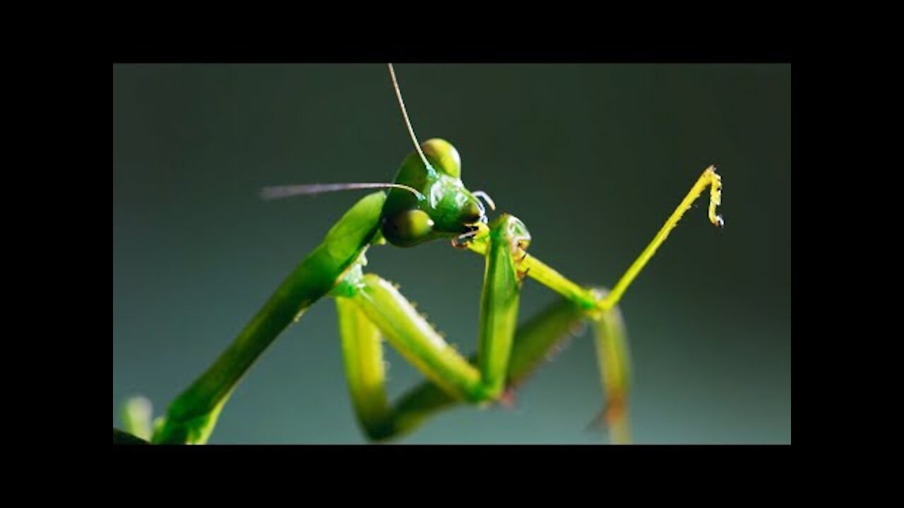 The headless mating mantis The Mating Game
