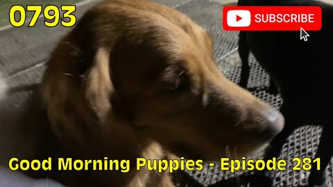 [0793] GOOD MORNING PUPPIES - EPISODE 281 [#dogs #doggos #doggies #puppies #dogdaycare]