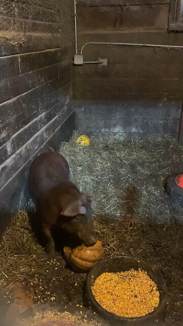 Pigs love pumpkins!
