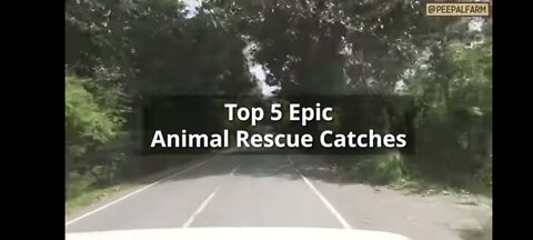 Top 5 risky indian animal rescues