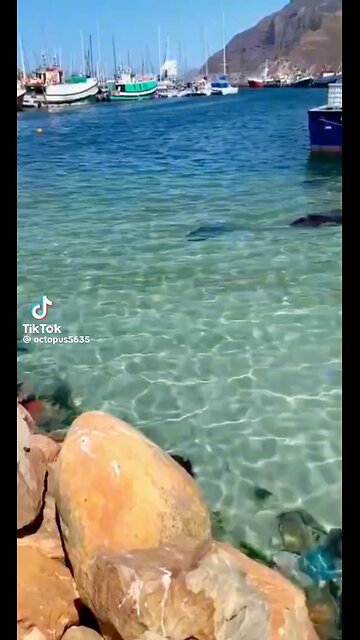 Breaking news, what is happening to the Dolphins?