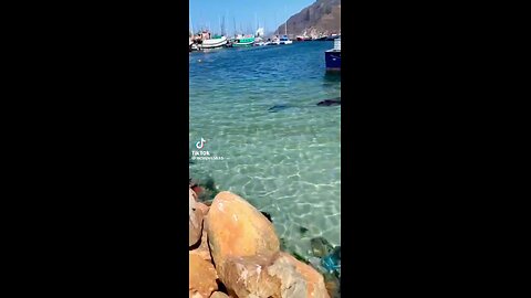 Breaking news, what is happening to the Dolphins?