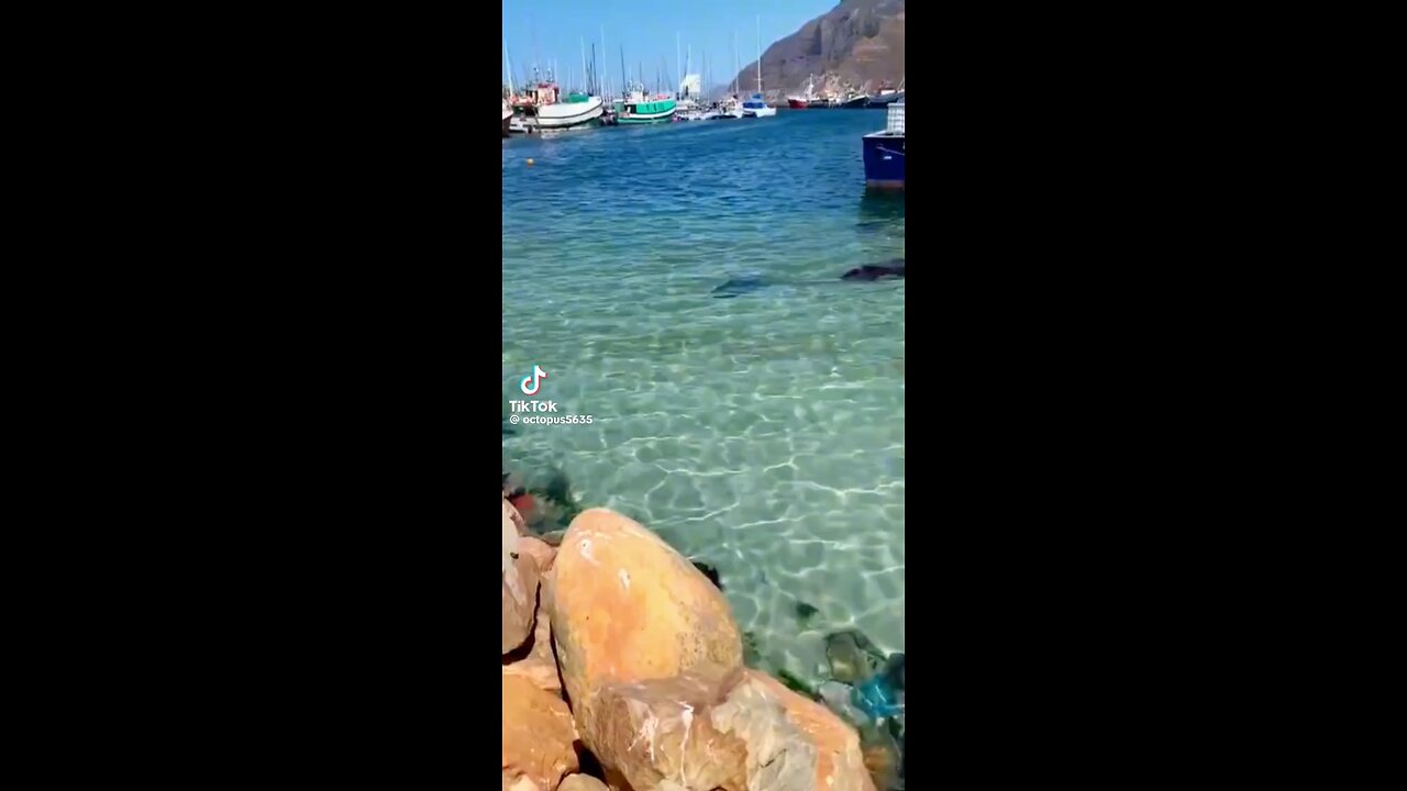 Breaking news, what is happening to the Dolphins?