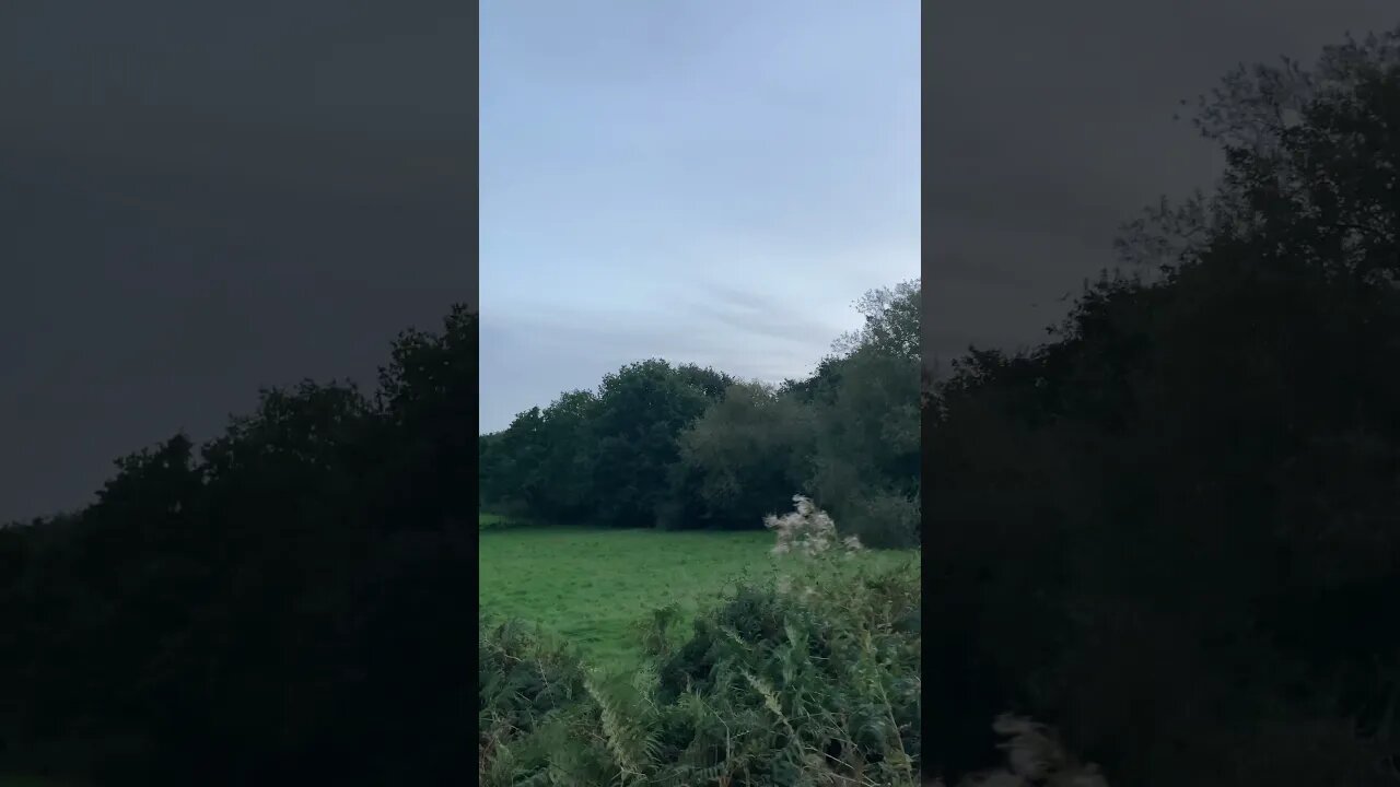 Birds in a tree