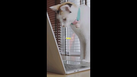 Cat Jokes | AI generated with Invideo AI