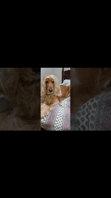 #dogshow , #animals , #dogs , #shorts