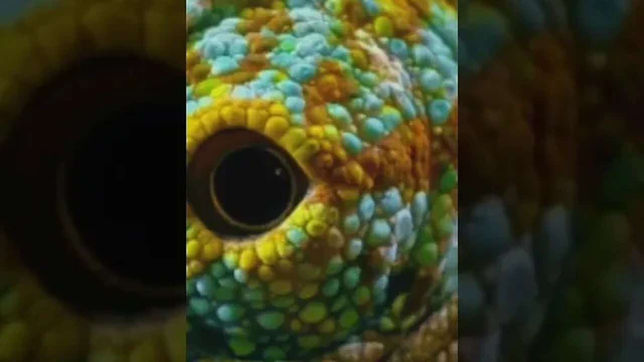 Chupacabra The Blood Sucking Legend 2023 09 22 1