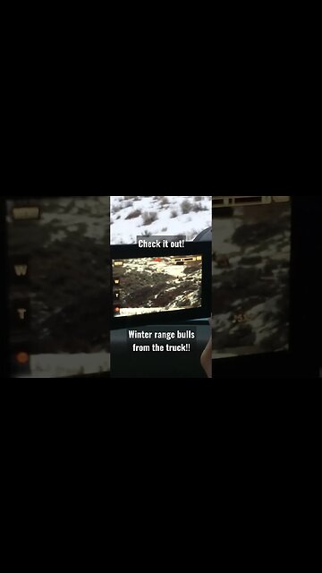 Check it out! winter range bulls from the truck!! #elk #shorts #bullelk #elkhunting #wyoming