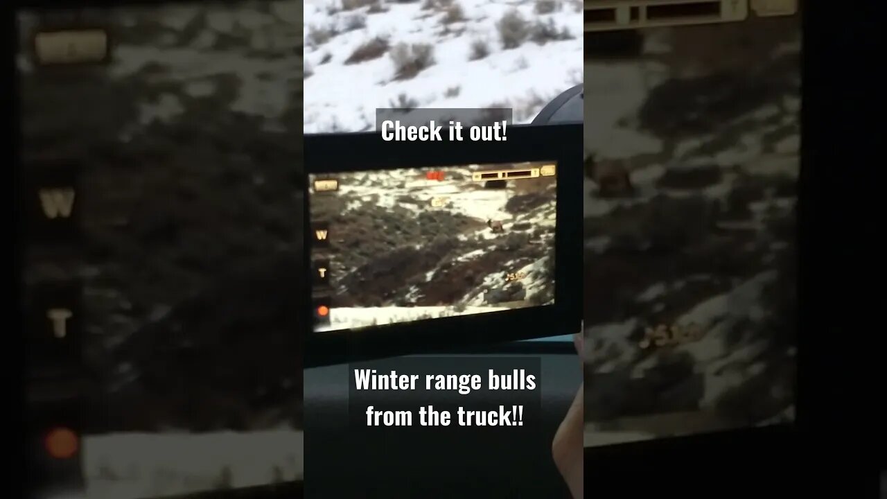 Check it out! winter range bulls from the truck!! #elk #shorts #bullelk #elkhunting #wyoming