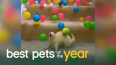 Top 20 Exotic Pets | Best Pets Of The Year 2021