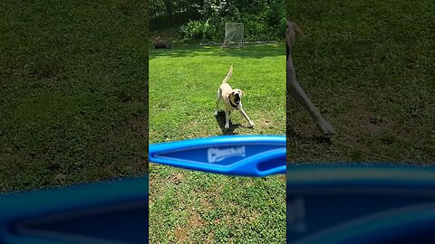 Chuckit! My Dog Will Do Anything For it! #Shorts