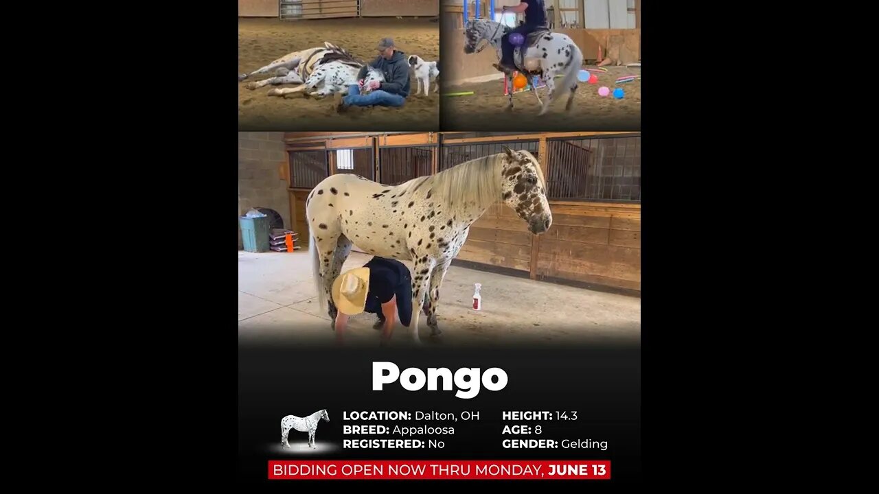 ENDED 🐎 the HORSEMAN’S SELECT 🐎 28 Horses on www.horsebid.com ending JUNE 13th!