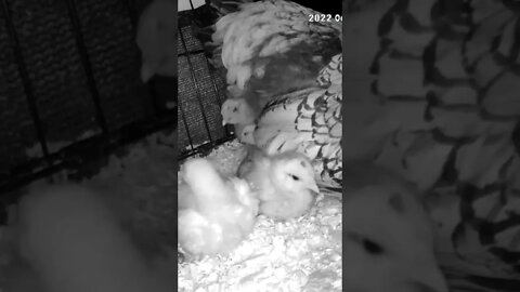 Watching abandoned chicks with new hen and her chicks